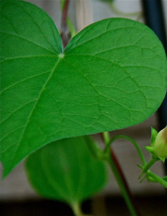 DSC_0003 - Version 2