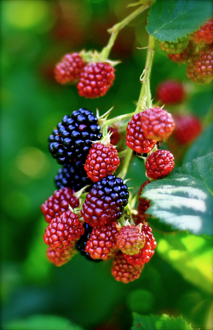 Screen shot 2014-08-01 at 5.25.31 PM