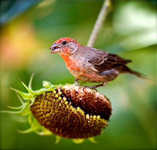 Screen shot 2014-08-04 at 3.52.23 PM