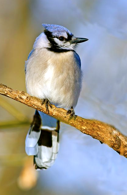 Screen shot 2014-08-06 at 10.27.52 AM