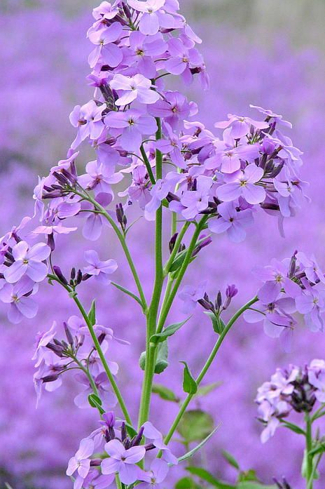 Screen shot 2014-08-23 at 2.37.24 PM