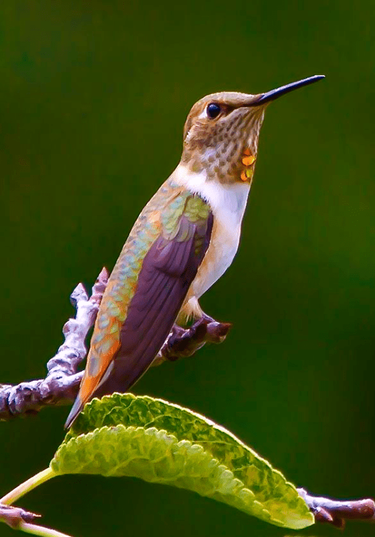 Screen shot 2014-10-10 at 1.49.22 PM