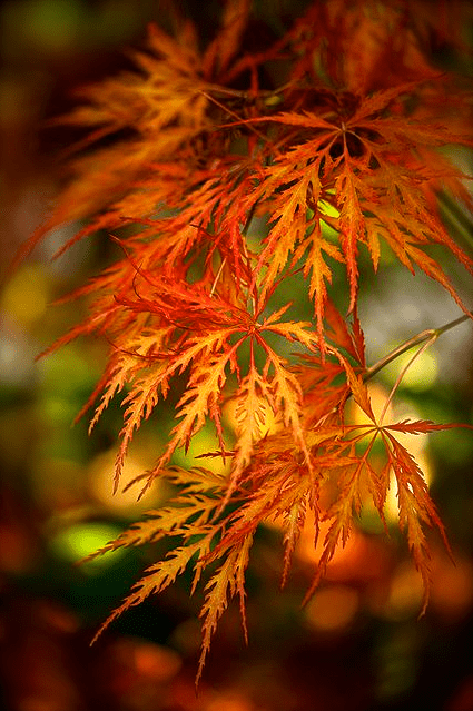 Screen shot 2014-09-23 at 8.59.47 AM