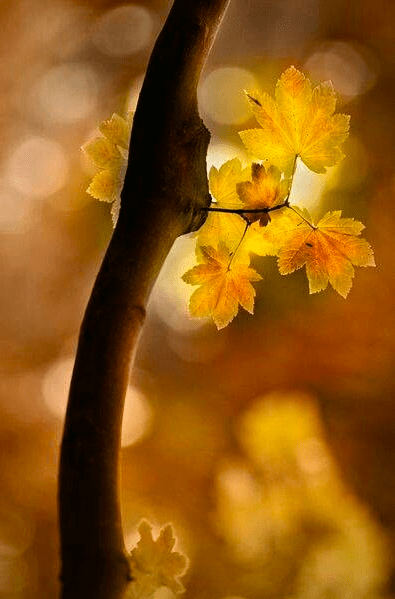 Screen shot 2014-11-19 at 8.17.09 AM