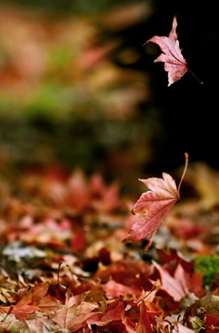 Screen shot 2014-11-28 at 2.36.25 PM