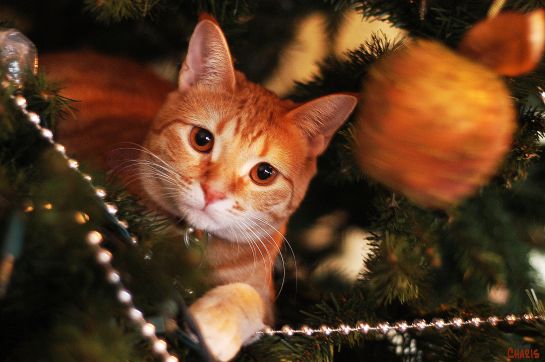 McGyver up the Christmas tree ch