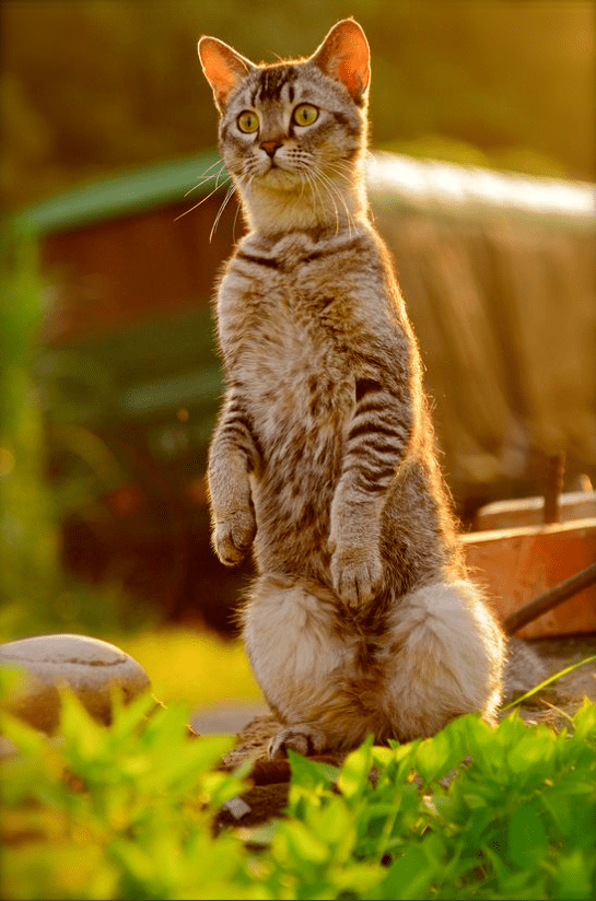 Screen shot 2014-12-28 at 4.09.13 PM