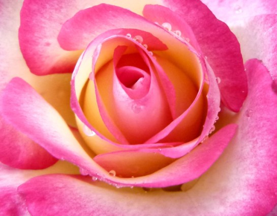 perfect rose