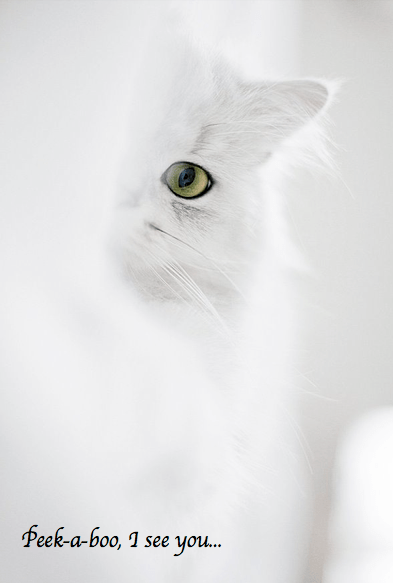 Screen shot 2015-01-29 at 4.32.42 PM