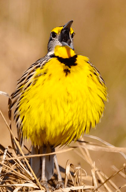 Screen shot 2015-01-30 at 2.52.51 PM