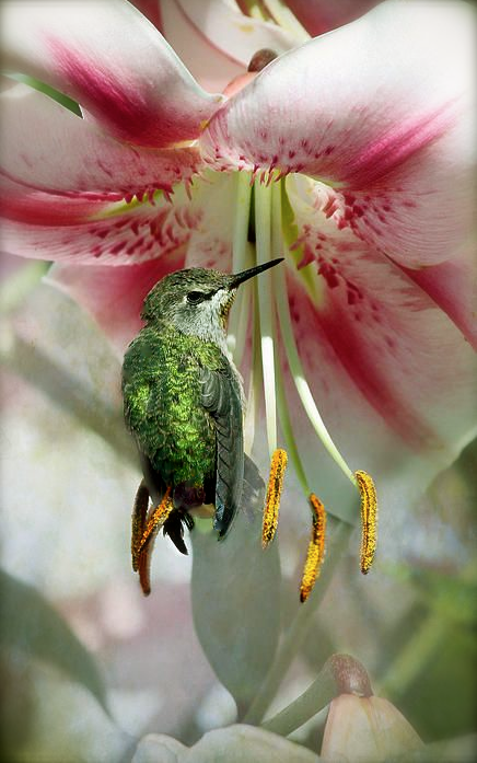 Screen shot 2015-04-08 at 3.57.51 PM