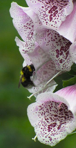 Screen shot 2015-04-09 at 6.09.21 PM