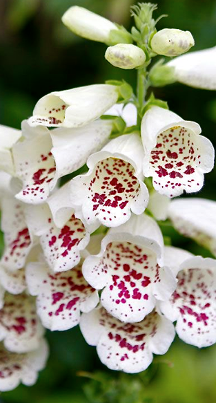 Screen shot 2015-04-09 at 6.10.31 PM