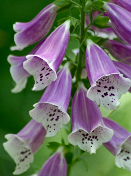 Screen shot 2015-04-09 at 6.11.09 PM