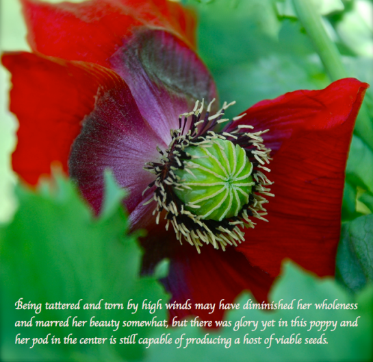 Screen shot 2015-04-26 at 4.39.38 PM