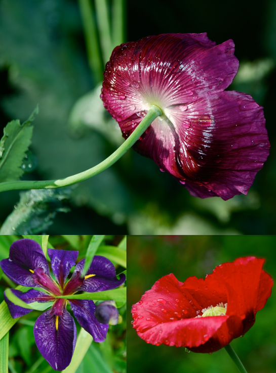 Screen shot 2015-05-13 at 4.16.55 PM