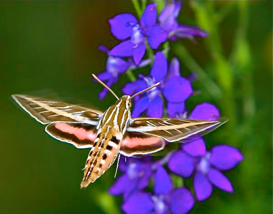 Screen shot 2015-05-26 at 8.15.35 PM