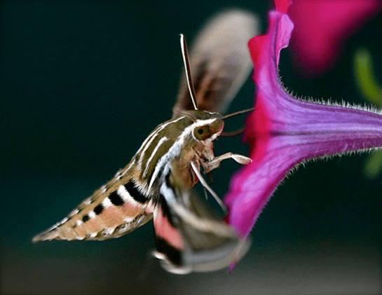 Screen shot 2015-05-26 at 8.17.07 PM