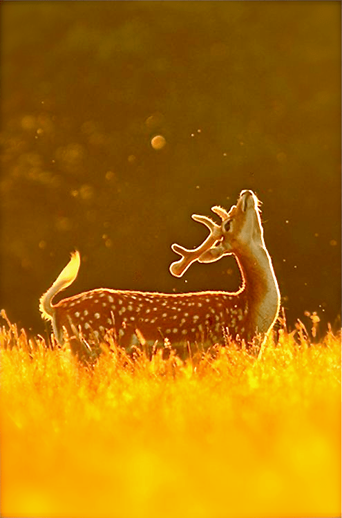 Screen shot 2015-05-27 at 4.10.43 PM