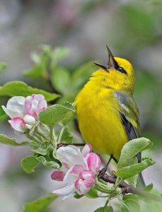 HSS  6ebbf323e2f68d326407d1b6661f0722