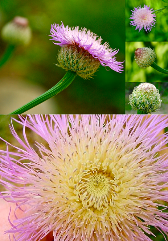 Screen shot 2015-06-19 at 3.30.01 PM