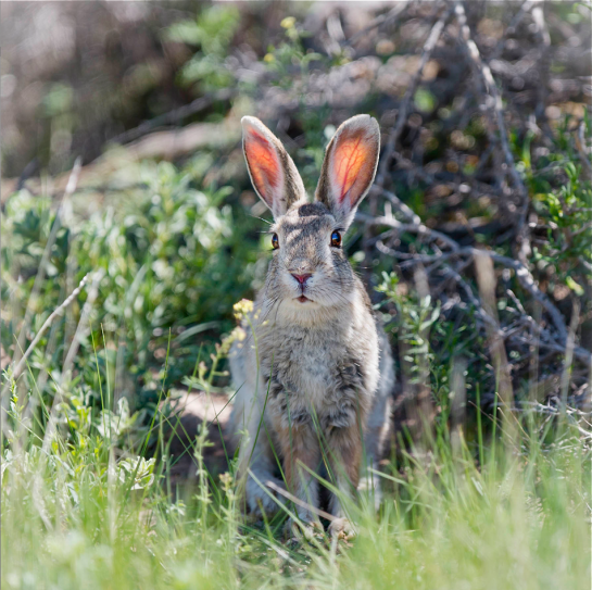 Screen shot 2015-06-20 at 7.42.48 AM