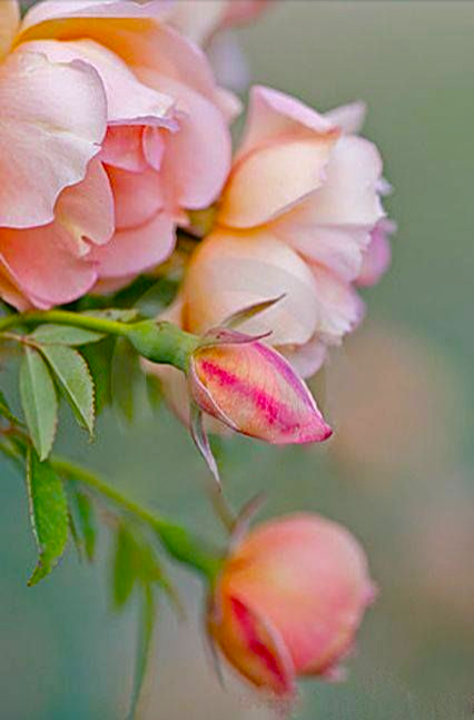 Screen shot 2015-07-14 at 5.30.44 PM