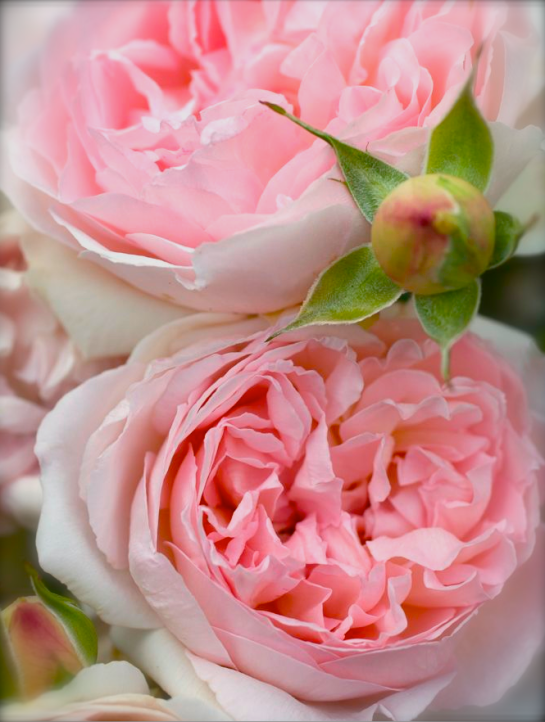 Screen shot 2015-07-21 at 5.09.24 PM