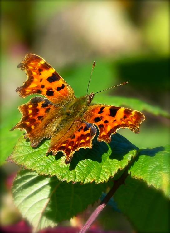 Screen shot 2014-10-09 at 12.45.00 PM