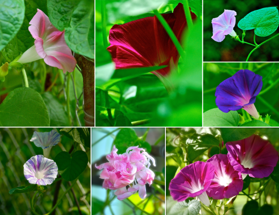 Screen shot 2015-08-02 at 4.13.17 PM