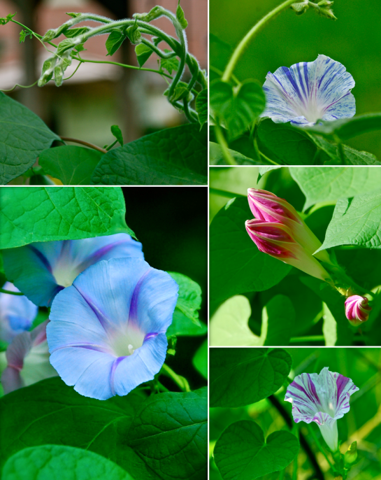 Screen shot 2015-08-02 at 4.36.04 PM