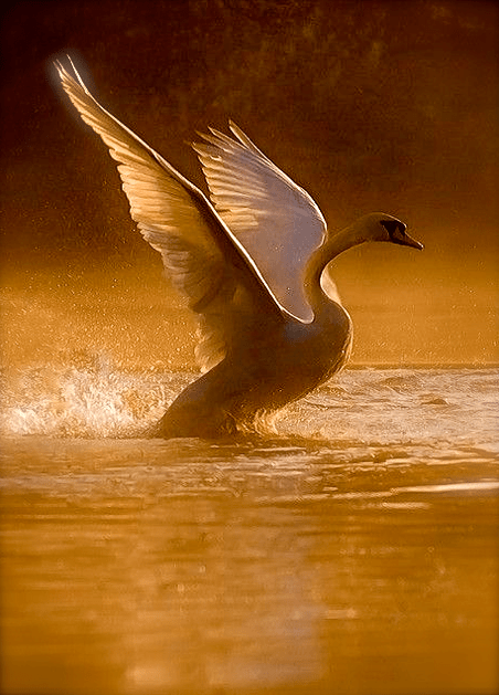 Screen shot 2015-08-10 at 3.45.11 PM