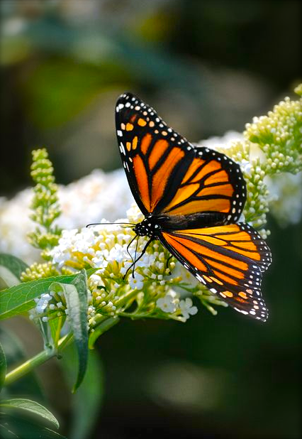 Screen shot 2015-08-15 at 3.07.11 PM