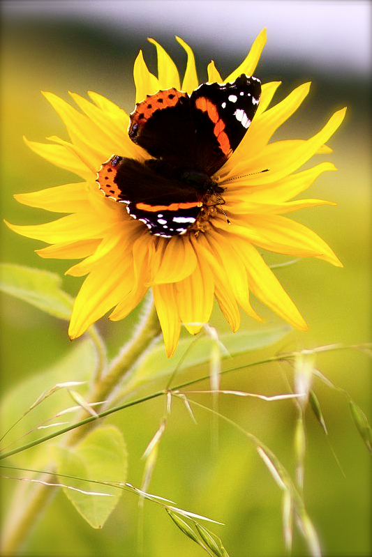 Screen shot 2015-08-15 at 3.15.17 PM