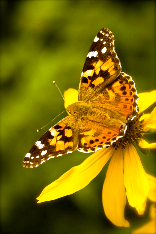 Screen shot 2015-08-15 at 3.21.40 PM