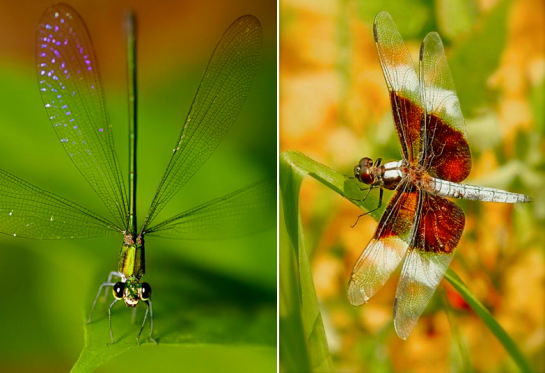 Screen shot 2015-08-16 at 4.59.05 PM