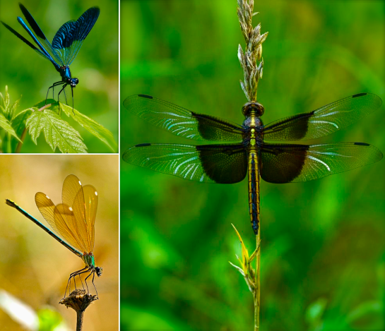 Screen shot 2015-08-16 at 5.26.36 PM