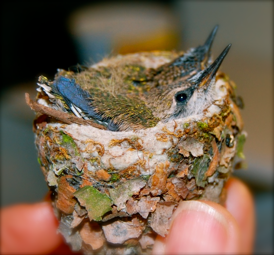 Screen shot 2015-08-21 at 1.52.50 PM