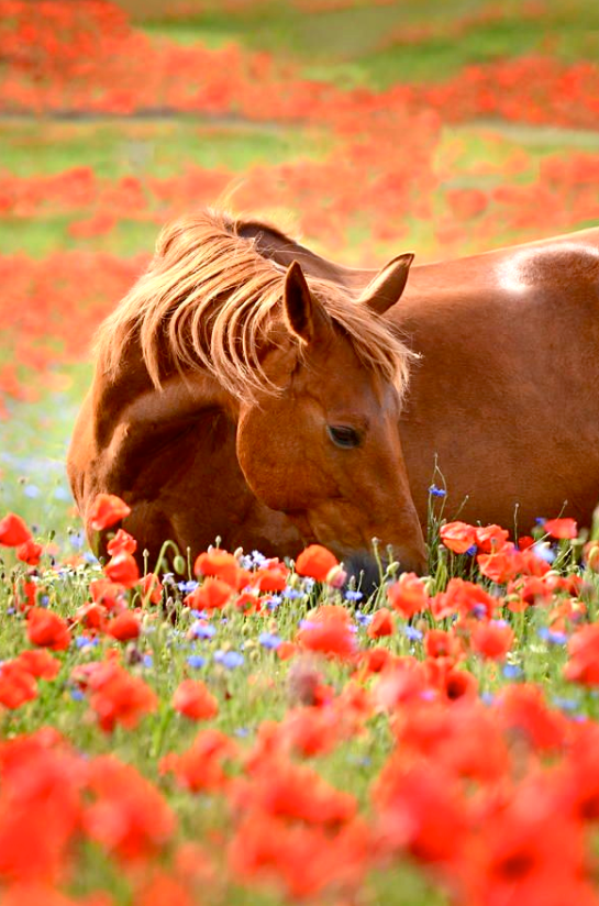 Screen shot 2015-09-09 at 3.41.59 PM