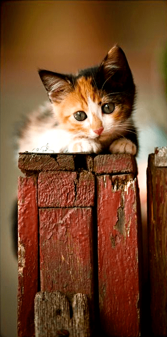 Screen shot 2015-09-09 at 3.48.25 PM