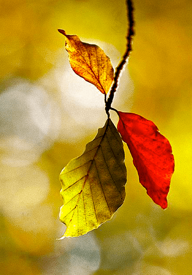 Screen shot 2015-09-17 at 4.26.32 PM