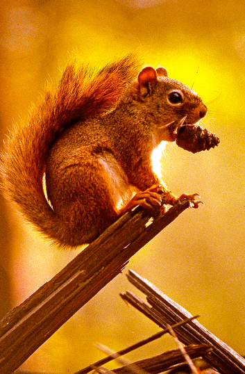 Screen shot 2015-09-17 at 4.29.17 PM