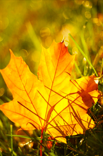 Screen shot 2015-09-17 at 4.30.44 PM