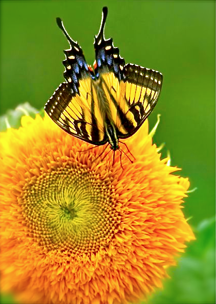 Screen shot 2015-09-28 at 2.34.28 PM