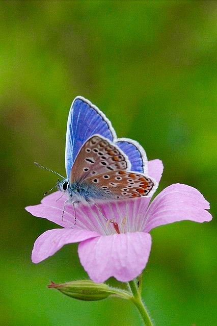 Screen Shot 2015-09-28 at 9.13.33 PM