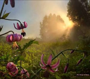 1507826_896232380462298_6034327518689774895_n