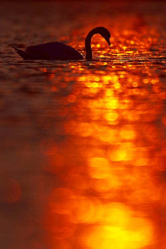 Screen Shot 2015-10-04 at 3.34.22 PM