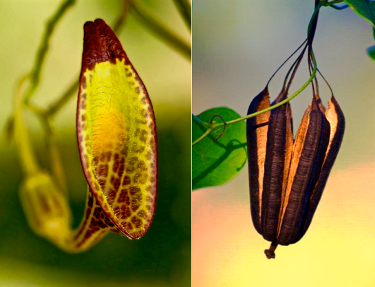 Screen Shot 2015-10-09 at 2.55.43 PM