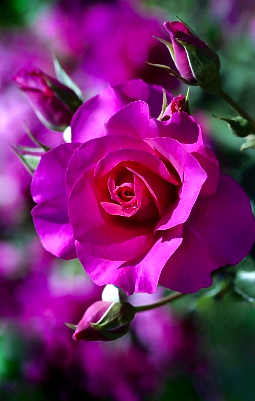 Screen Shot 2015-10-10 at 3.57.55 PM