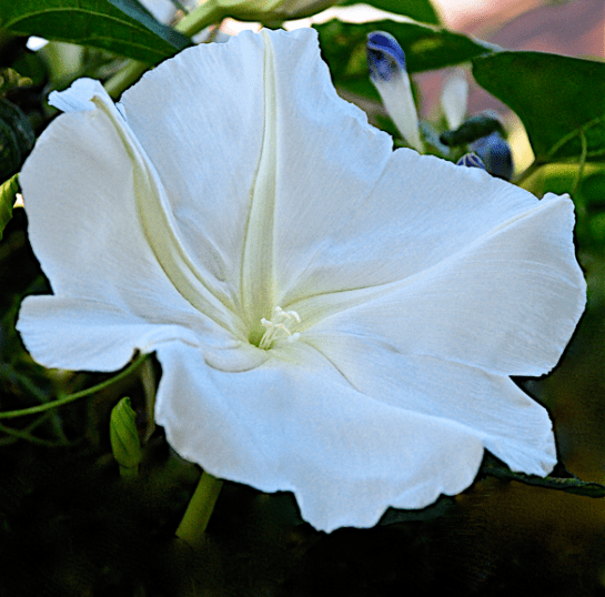 Screen Shot 2015-10-13 at 5.30.30 PM